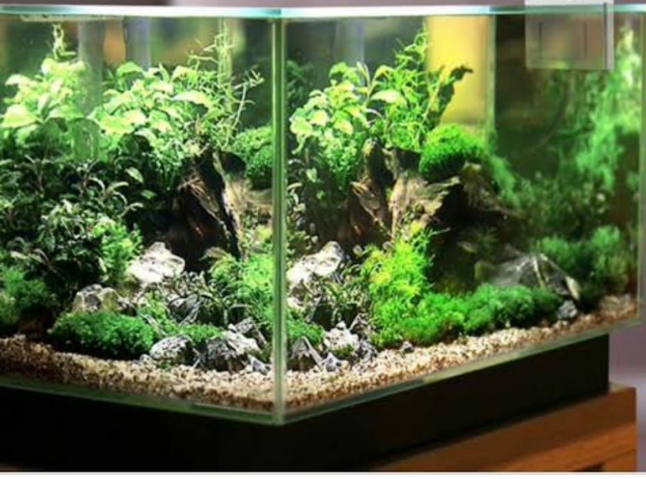 Lampu aquarium 30cm / Lampu led / Lampu celup / Lampu neon