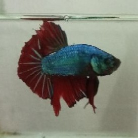 Cupang HMPK besgel SNI