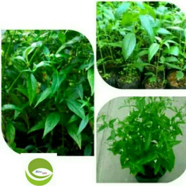 Bibit Tanaman Daun Sambiloto/Tanaman Herbal Sambiloto