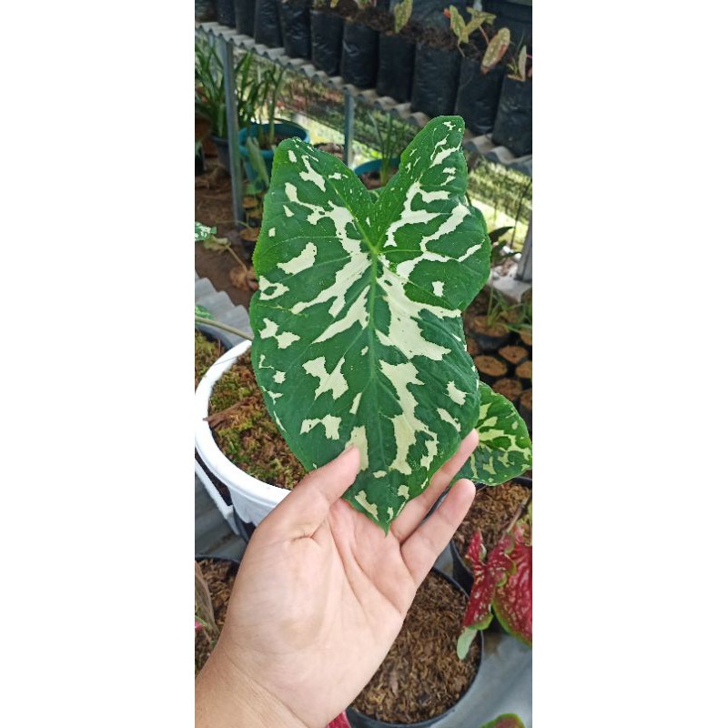 caladium hillo beauty Caladium Thailand