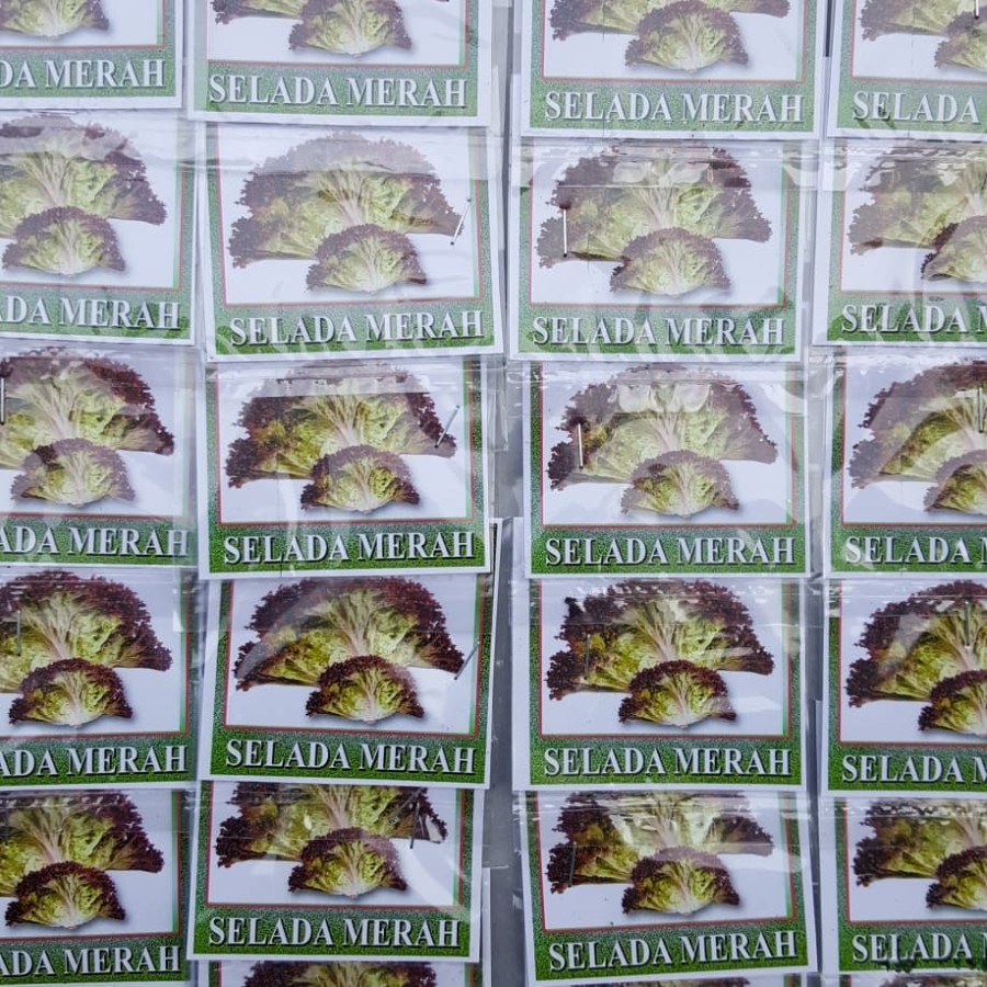 benih selada merah / bibit selada merah KECIL