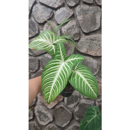 Tanaman Hias Antasoma / Xanthasoma Lindenii