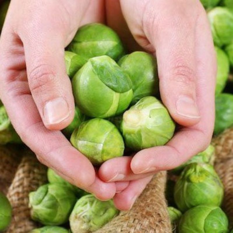 Benih Bibit Brussels Sprout Long Island - Bibit Sayuran