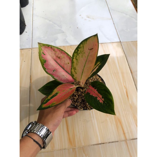 KOCHIN PARAMUAY Bunga Aglonema Murah