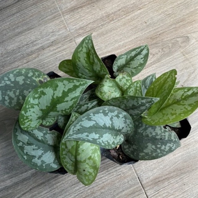 Tanaman Hias Scindapsus Silver Queen / Scindapsus Silver