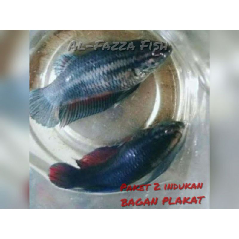 paket 2 indukan-cupang bagan plakat-paket murah