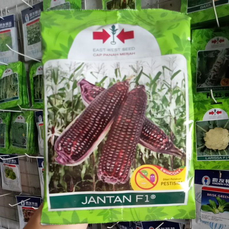 Benih Jagung Ungu Jantan f1 Isi 250gr