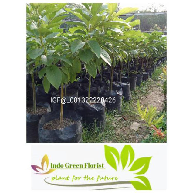 Clen Bibit Alpukat Aligator Sangat Berkualitas