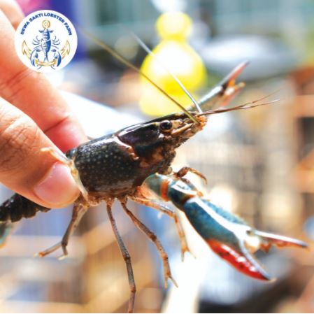 

Lobster Air Tawar Konsumsi Ukuran 4 Inch per Ekor