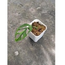 janda bolong varigata lokal