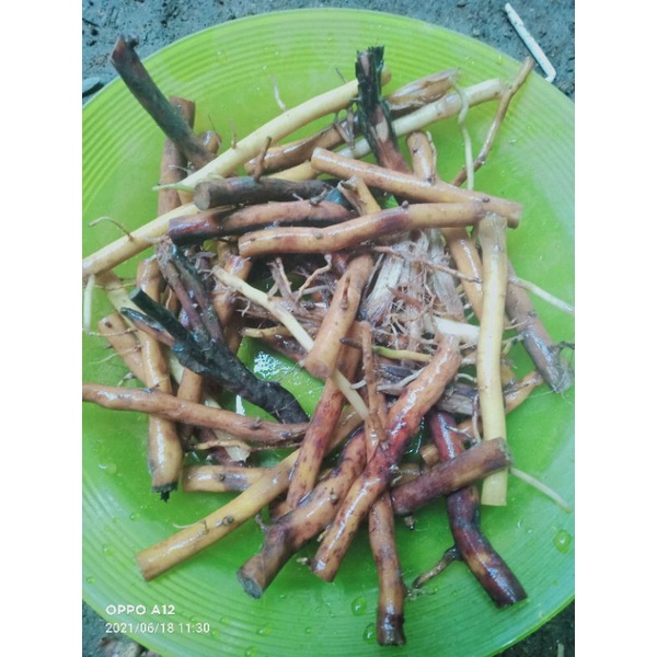 

jual akar pohon aren segar 1kg