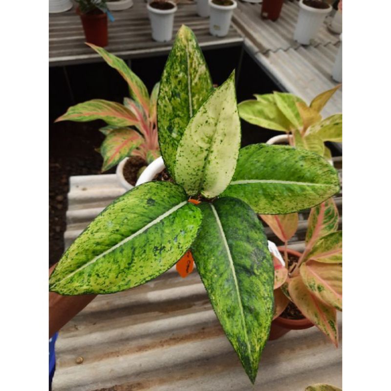 bibit aglonema yellow crown