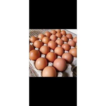 

telur ayam