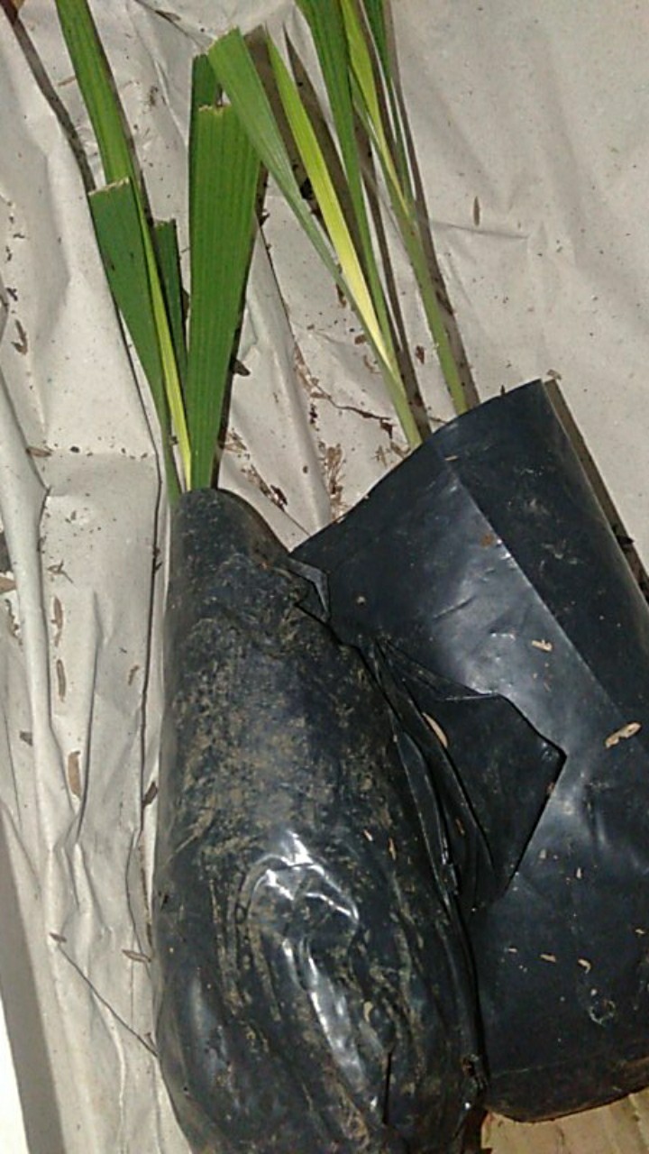 Bibit Bawang Dayak Bawang Seberang Tanaman Herbal