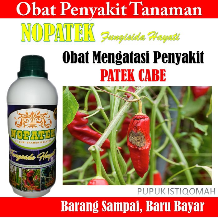 Obat Organik Nopatek Cabe - Obat Patek Cabe - Nopatek Fungisida Hayati Paling AMPUH Mengatasi Penyak
