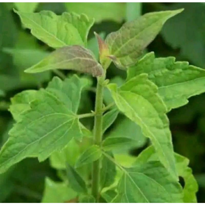 

Daun Kirinyuh daun marenggo atau daun kopasanda fresh 500gr