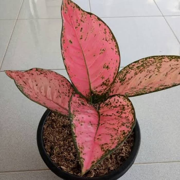 Tanaman Hias Aglonema Ruby Super Pink