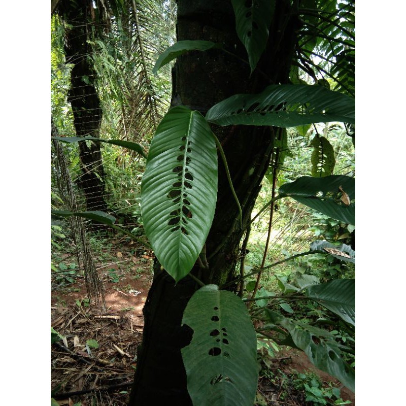 TANAMAN HIAS RAFHIDIOPHORA FORAMINIFERA