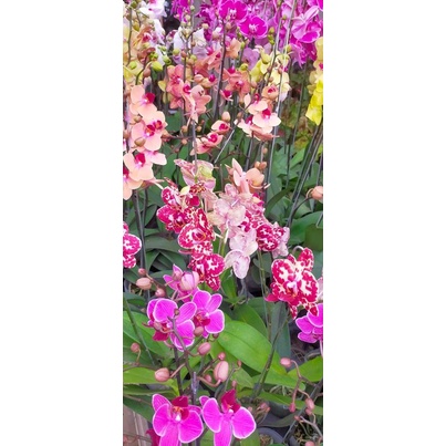 angbul KOLEKSI BERBUNGA