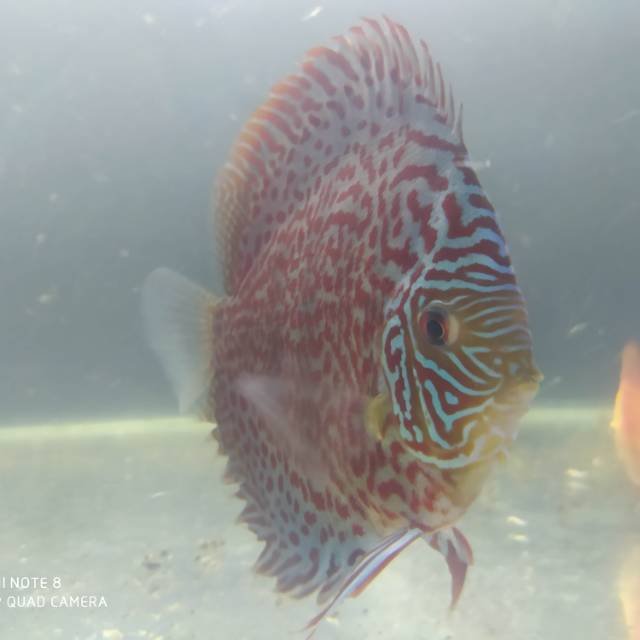 Ikan Discus 4in Up LSS - Leopard Snake Skin
