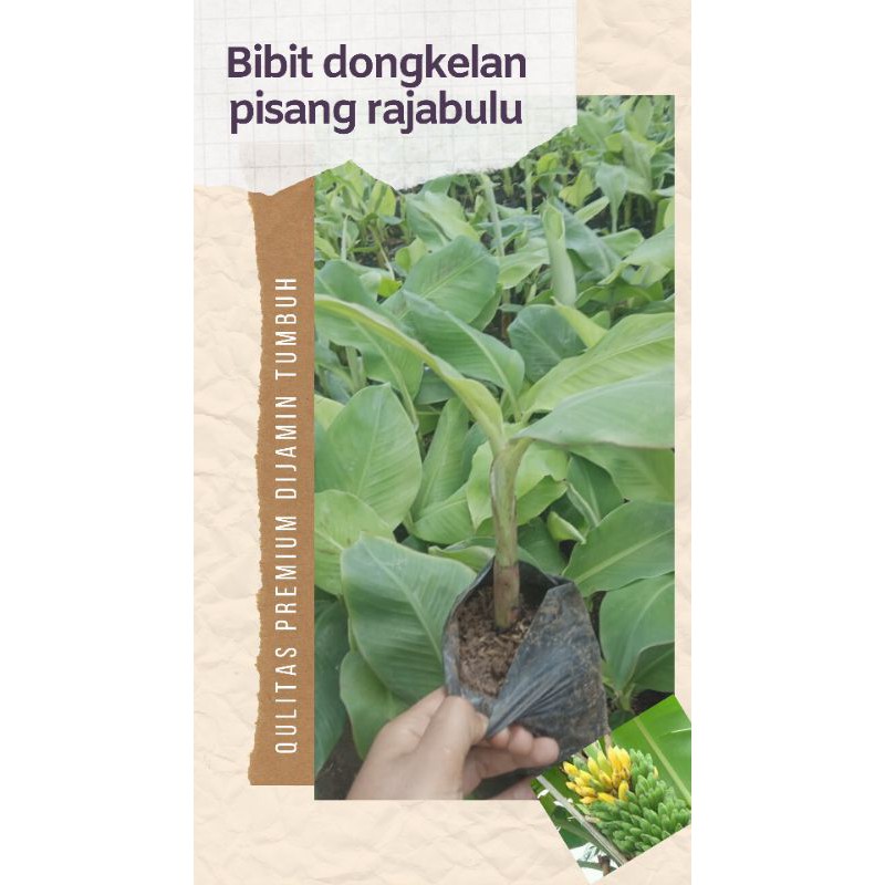 Bibit Pisang Raja Bulu