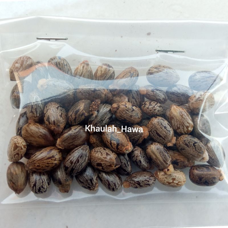 

Biji jarak kepyar 10gram/60biji