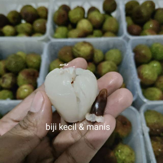 

Leci Madu