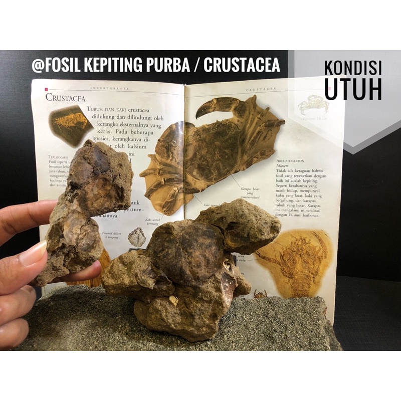 Fosil Kepiting Purba R3 atau Fosil Crustacea atau Fosil Rajungan atau Fosil Yuyu Rumpung
