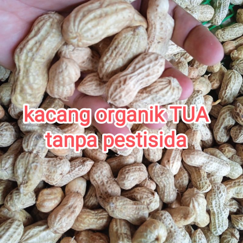 

kacang tanah kulit mentah organik fresh hasil panen sawah 1kg