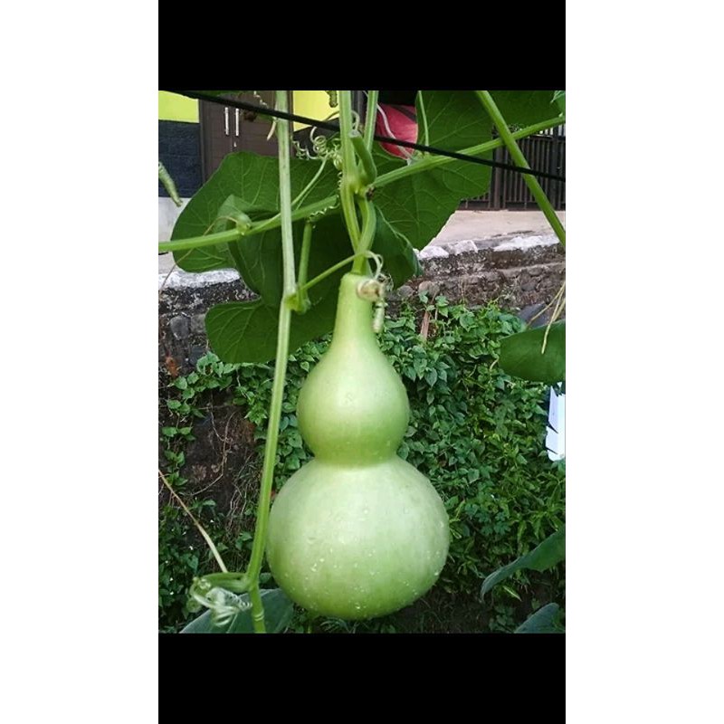 bibit labu botol atau labu air