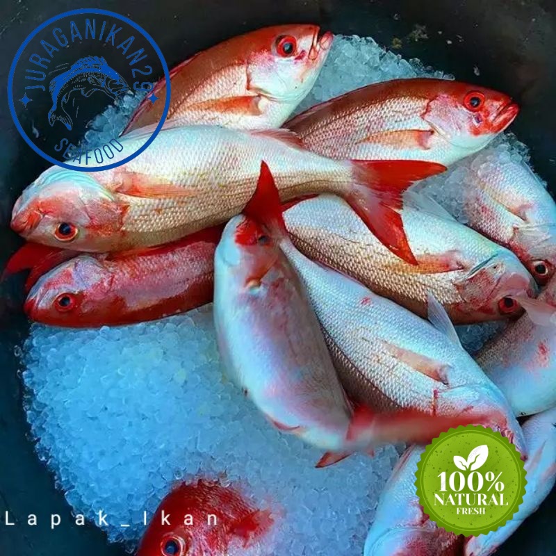 

Ikan Kurisi Segar 1~Kilogram