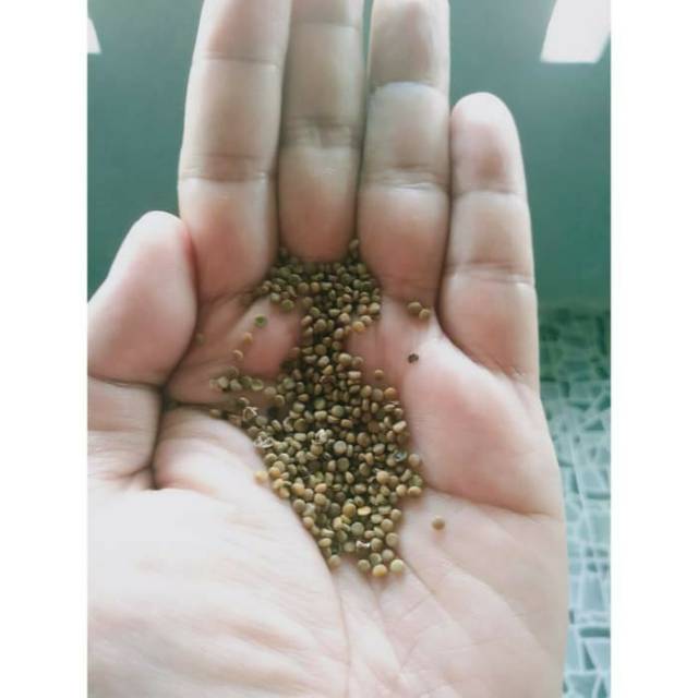 Benih Indigofera (Indigofera tinctoria) 250 gram