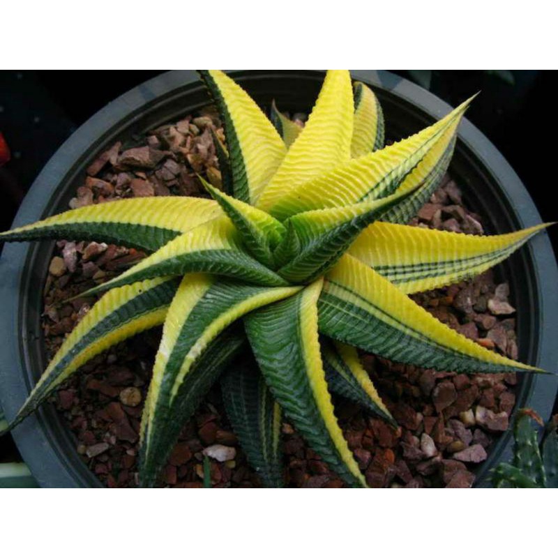 Sukulen Haworthia Limifolia Varigata Biasa