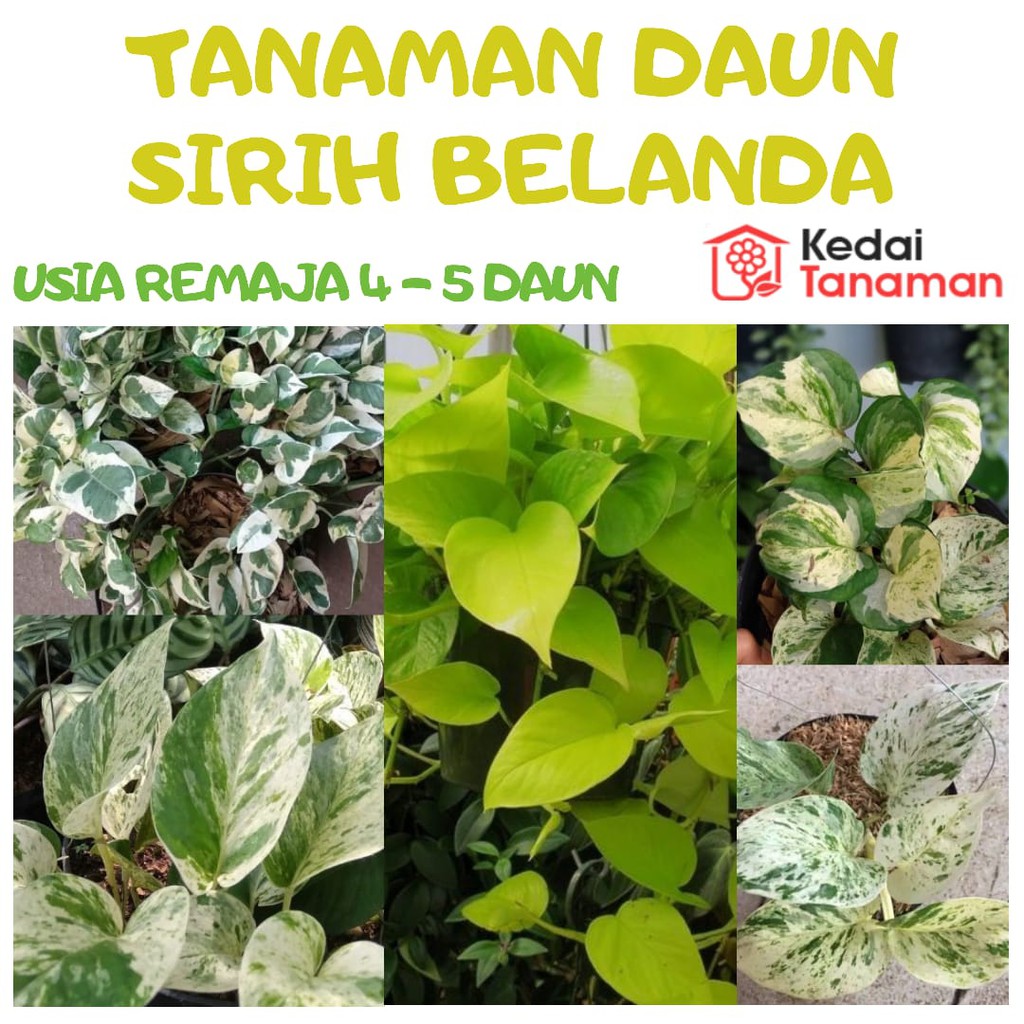 Tanaman Hias Daun Sirih Gading  Ready 5 Jenis Shopee 