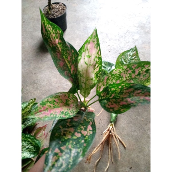 aglonema paket dapat 4 macam