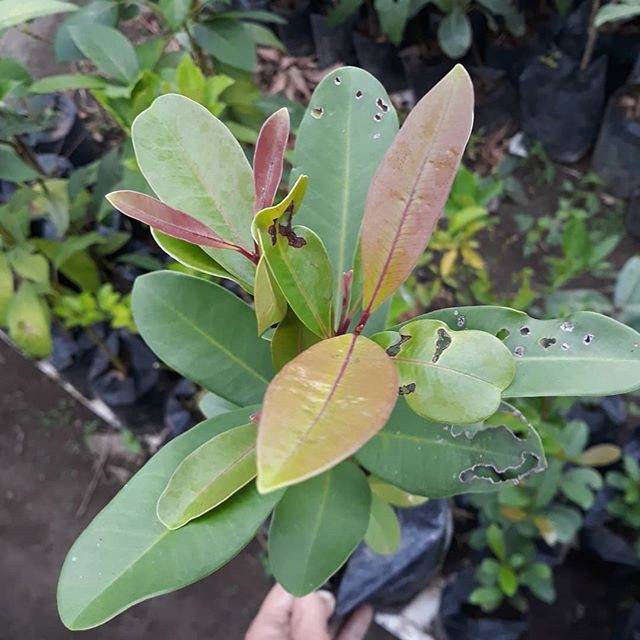 Bibit Tanaman duwet Duwet juwet jamblang  ungu/hitam