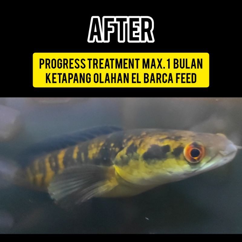 KETAPANG LAUT TASELA (Olahan Hasil Fermentasi khusus untuk Treatment Ikan) - EL BARCAFEED TREATMENT BOOSTER