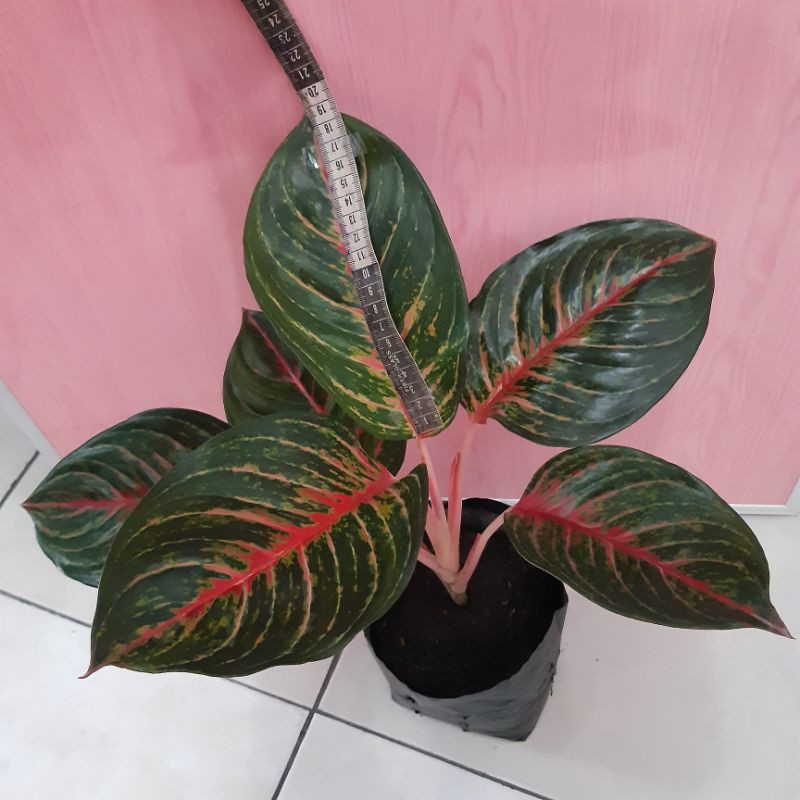 Aglonema Red Borju Dewasa / Indukan, Daun 6 - 9,