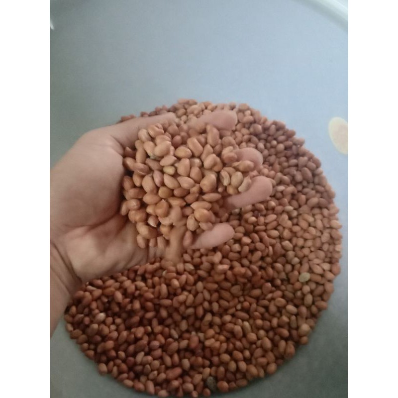 

kacang tanah kemasan 1gk