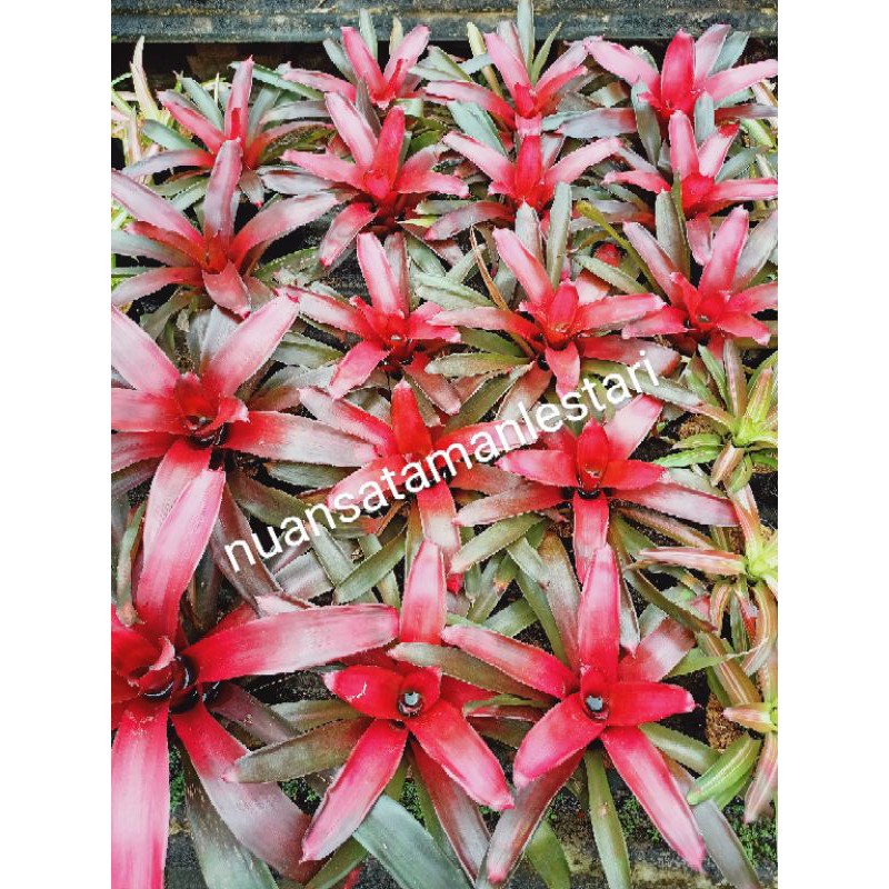 Tanaman Hias Bromelia Merah/Bromelia Merah