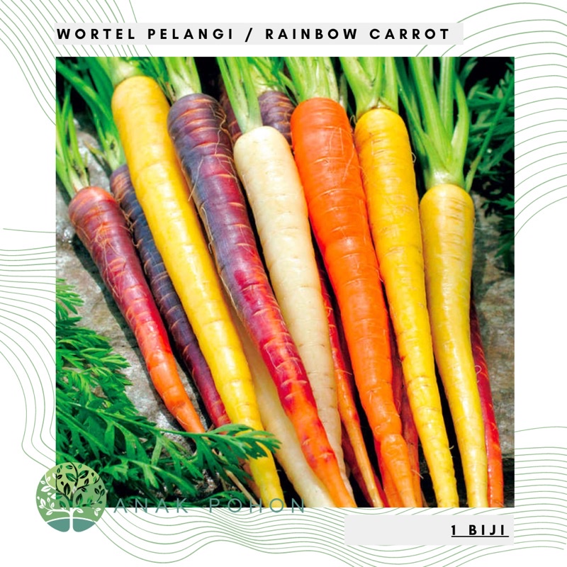 Benih Bibit Biji - Wortel Pelangi Mix (Mix Rainbow Carrot) - IMPORT