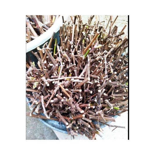 CUTTING ANGGUR LOKAL/ISABELA/RED MASTER