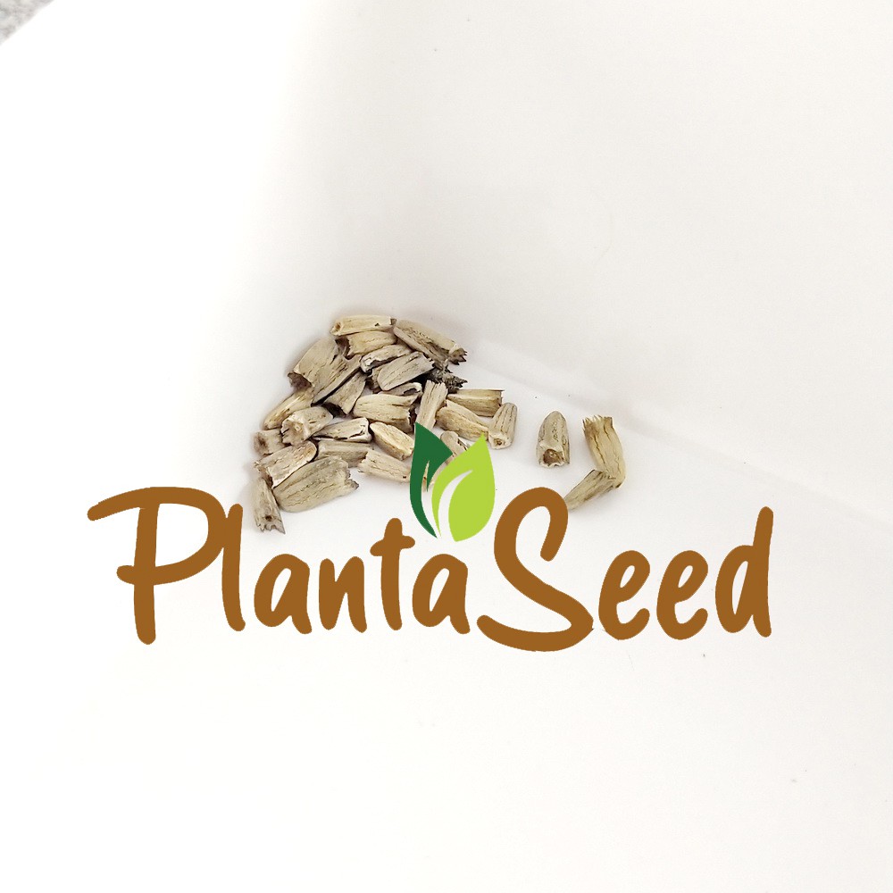 PlantaSeed - 25 Seeds - Coneflower Echinacea Biji Bunga - PAS0196