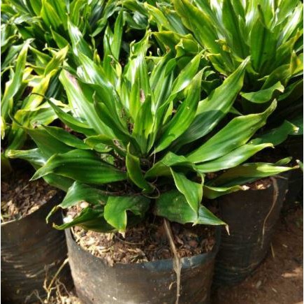 Tanaman Hanjuang Kemoceng Andong Kemoceng