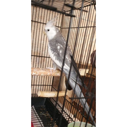 falk cockatiel whiteface grey wf jantan mapan