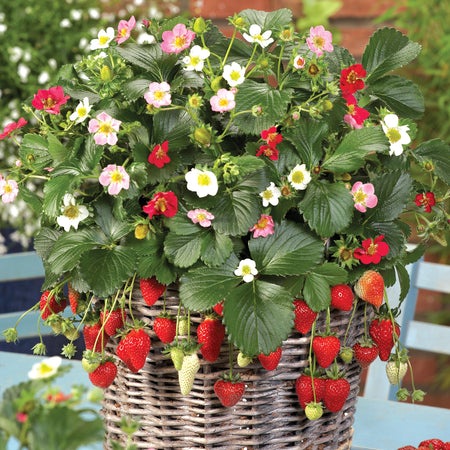 Benih Bibit Biji - Strawberry Alpine Red &amp; Cream Mixed (Fragaria vesca L.) Seeds - IMPORT