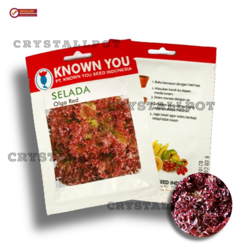 benih bibit selada merah olga red known you seed - KYS OLGA RED