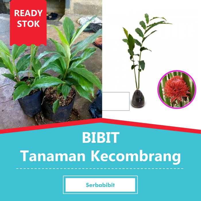 Bibit Pohon Kecombrang