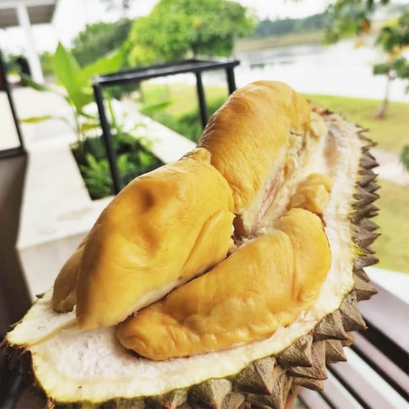 Bibit durian bawor