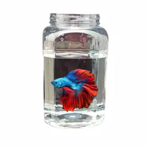 Toples Plastik Kotak 2 Liter Ikan Cupang Storekarin247